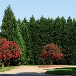 Leyland Cypress Tree -Brighterblooms Shop Leyland Cypress 4 BB