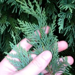 Leyland Cypress Tree -Brighterblooms Shop Leyland Cypress 5 BB