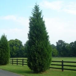 Leyland Cypress Tree -Brighterblooms Shop Leyland Cypress 8