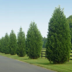 Leyland Cypress Tree -Brighterblooms Shop Leyland Cypress 9 BB