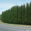 Leyland Cypress Tree 1 Leyland Cypress Tree -Brighterblooms Shop Leyland Cypress BB 600x600 ee1946e3 1b90 4910 b5e6 8f409a428a0f