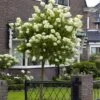 Limelight Hydrangea Tree -Brighterblooms Shop Limelight Hydrangea Tree BB 600x600 dbcff484 df9b 4970 83c5 1cd5e09f1b99