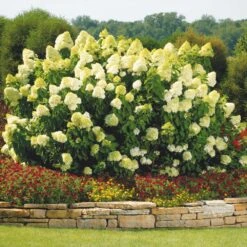 Limelight Hydrangea Shrub -Brighterblooms Shop Limelight Hydrangea 1 BB