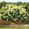 Limelight Hydrangea Shrub -Brighterblooms Shop Limelight Hydrangea 1 BB 600x600 2037b8ec 1154 46d4 a36f 833be0023c0a
