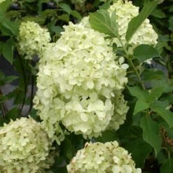 Limelight Hydrangea Shrub -Brighterblooms Shop Limelight Hydrangea 2 BB