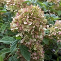 Limelight Hydrangea Shrub -Brighterblooms Shop Limelight Hydrangea 3 BB