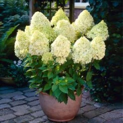 Limelight Hydrangea Shrub -Brighterblooms Shop Limelight Hydrangea 4 BB