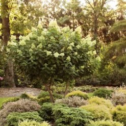 Limelight Hydrangea Tree -Brighterblooms Shop Limelight Hydrangea Tree 6 BB