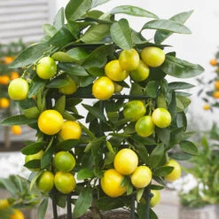 Limequat Tree -Brighterblooms Shop Limequat 2
