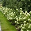 Little Lime® Hydrangea Shrub -Brighterblooms Shop Little Lime Hydrangea 1 BB 600x600 cf28c7d9 e2c7 4e7e be26 599f7b0f6f5b