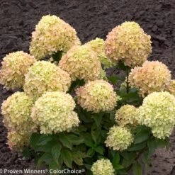 Little Lime® Hydrangea Shrub -Brighterblooms Shop Little Lime Hydrangea 2 BB
