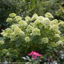 Little Lime® Hydrangea Shrub -Brighterblooms Shop Little Lime Hydrangea 3 BB