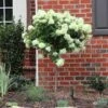 Little Lime® Hydrangea Tree 2 Little Lime® Hydrangea Tree -Brighterblooms Shop Little Lime Hydrangea Tree BB 600x600 9a3be03b 65fe 4ebd 878e 9837456b269c
