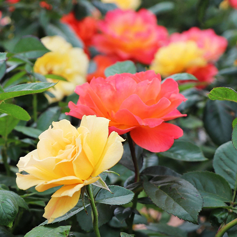 Livin' Easy™ And Easy Going™ Two-fer® Rose Tree 4 Livin' Easy™ And Easy Going™ Two-fer® Rose Tree - Image 2