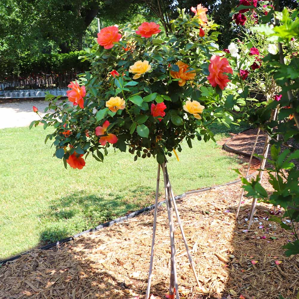 Livin' Easy™ And Easy Going™ Two-fer® Rose Tree 5 Livin' Easy™ And Easy Going™ Two-fer® Rose Tree - Image 3