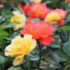 Livin' Easy™ And Easy Going™ Two-fer® Rose Tree -Brighterblooms Shop Living Easy Easy Going Rose Tree BB 600x600 9f62010b b2bc 43d4 a6f9 eaa716252bcf