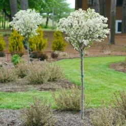 Lollipop® Crabapple Tree -Brighterblooms Shop Lollipop Crabapple 4