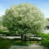 Lollipop® Crabapple Tree -Brighterblooms Shop Lollipop Crabapple 600x600 523ab71a 7dca 4f4d 835c 7197ff0c6aa9