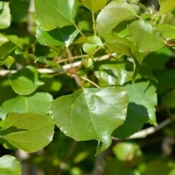 Lombardy Poplar Tree -Brighterblooms Shop Lombardy Poplar 1 BB