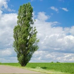 Lombardy Poplar Tree -Brighterblooms Shop Lombardy Poplar 4 BB