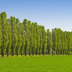 Lombardy Poplar Tree -Brighterblooms Shop Lombardy Poplar 9 FGT