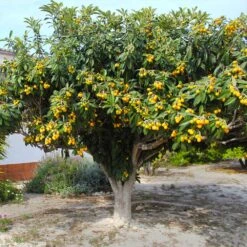 Loquat Tree -Brighterblooms Shop Loquat Tree 3 BB