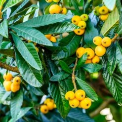 Loquat Tree -Brighterblooms Shop Loquat Tree 4 BB