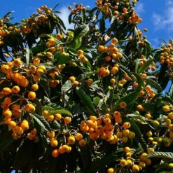 Loquat Tree -Brighterblooms Shop Loquat Tree 5