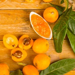 Loquat Tree -Brighterblooms Shop Loquat Tree 6 BB