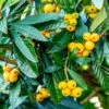 Loquat Tree 1 Loquat Tree -Brighterblooms Shop Loquat Tree BB 600x600 a729e04d cefe 46db 802c 7e5abddf1fab
