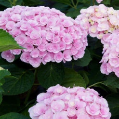 Love Hydrangea Shrub 7 Love Hydrangea Shrub -Brighterblooms Shop Love Hydrangea 2 BB