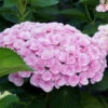 Love Hydrangea Shrub -Brighterblooms Shop Love Hydrangea BB 600x600 072271bb 019d 416a a0b0 2272ac777269