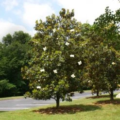 Little Gem Magnolia Tree 9 Little Gem Magnolia Tree -Brighterblooms Shop Lttle Gem Magnolia 4