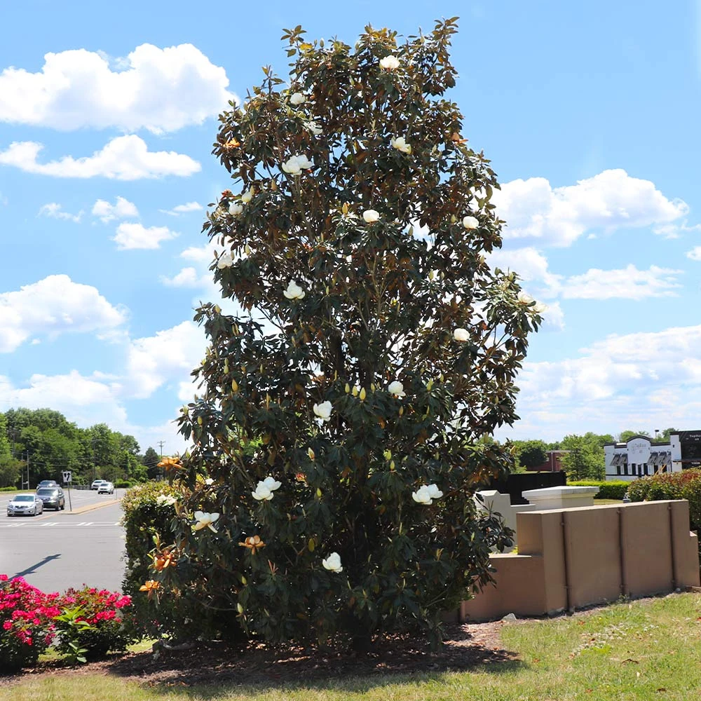 Little Gem Magnolia Tree 4 Little Gem Magnolia Tree - Image 2