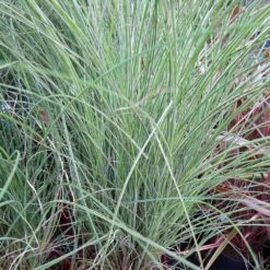 Morning Light Miscanthus -Brighterblooms Shop Maiden Grass Morning light 5