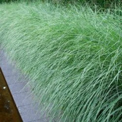 Morning Light Miscanthus -Brighterblooms Shop Maiden Grass Morning light 7 BB
