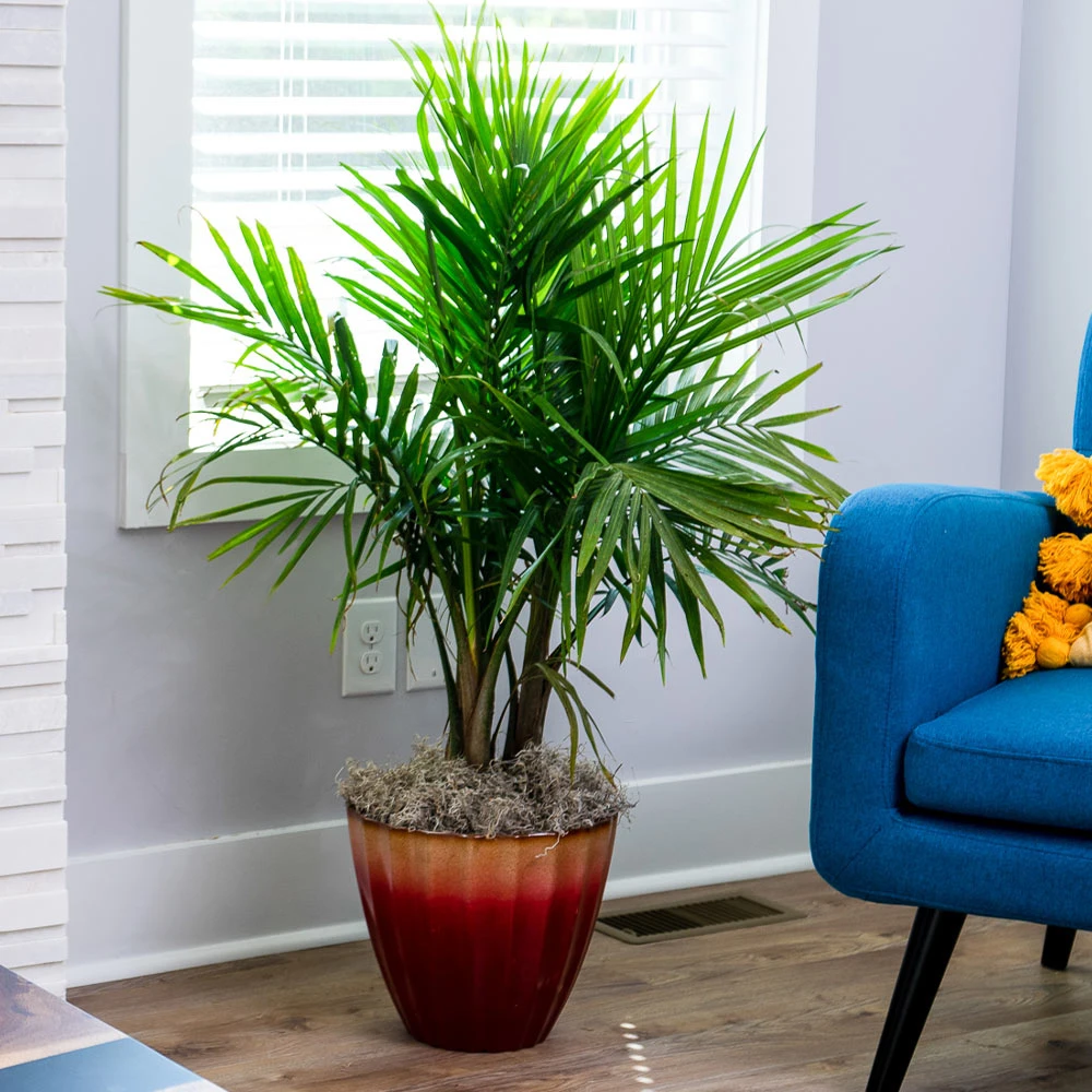 Majesty Palm Tree 4 Majesty Palm Tree - Image 2