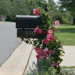Mandevilla 'Alice Du Pont' Shrub -Brighterblooms Shop Mandevillea Alice Du Pont 2 BB
