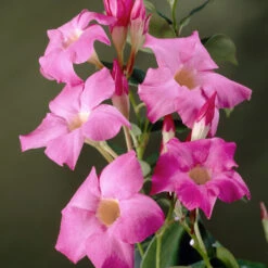 Mandevilla 'Alice Du Pont' Shrub -Brighterblooms Shop Mandevillea Alice Du Pont 3