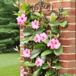 Mandevilla 'Alice Du Pont' Shrub -Brighterblooms Shop Mandevillea Alice Du Pont 6