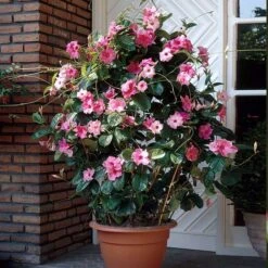 Mandevilla 'Alice Du Pont' Shrub