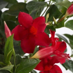 Mandevilla 'Crimson Red' Vine -Brighterblooms Shop Mandevillea Crimson Red 4 BB