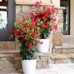 Mandevilla 'Crimson Red' Vine -Brighterblooms Shop Mandevillea Crimson Red 7 BB