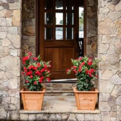 Mandevilla 'Crimson Red' Vine -Brighterblooms Shop Mandevillea Crimson Red 8