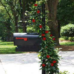 Mandevilla 'Crimson Red' Vine
