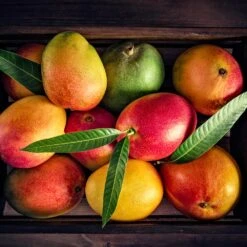 Mango Kit -Brighterblooms Shop Mango Kit 2 BB