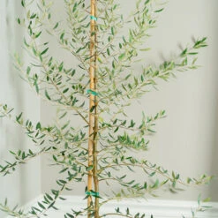 Manzanillo Olive Tree -Brighterblooms Shop Manzanilla Olive Tree 2