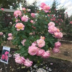 Marc Chagall™ Rose -Brighterblooms Shop Marc Chagall