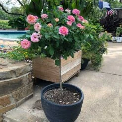 Marc Chagall™ Rose Tree 9 Marc Chagall™ Rose Tree -Brighterblooms Shop Marc Chagall Standard 1 BB