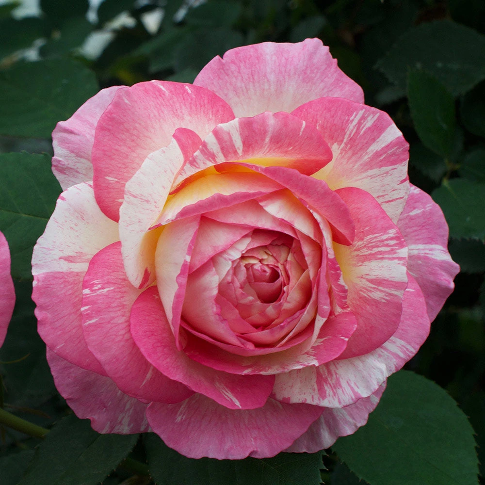 Marc Chagall™ Rose Tree 5 Marc Chagall™ Rose Tree - Image 3